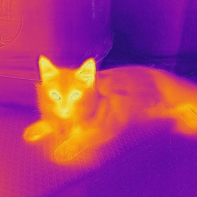 IR image of our cat #2