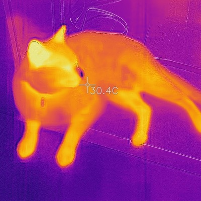 IR image of our cat #1